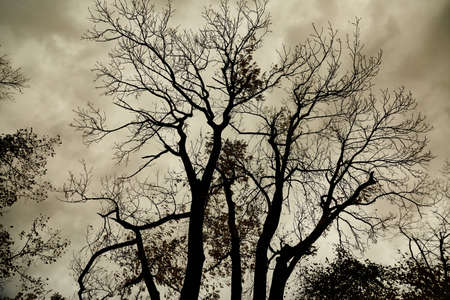 Bare tree branchesの写真素材