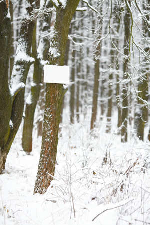 Winter Forest Treesの写真素材