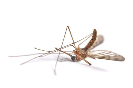 Mosquito dead on white surfaceの写真素材