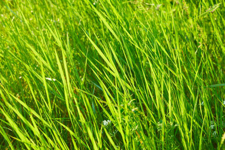 Green Grass Fieldの写真素材
