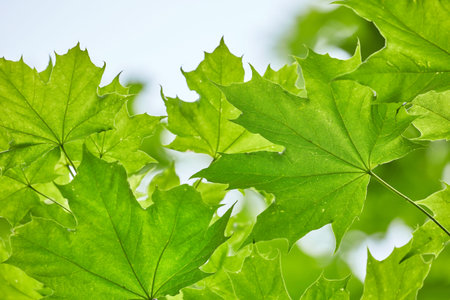 Green Leaves Background