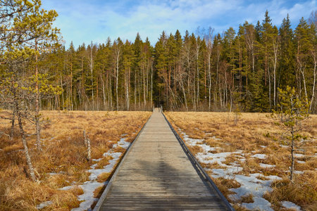 Swamps in Finland