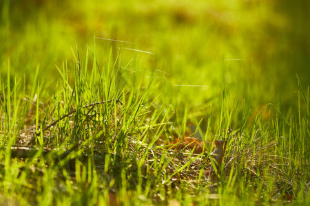 Green Grass Field
