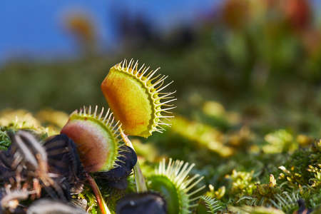Venus flytrap carnivorous plantの写真素材