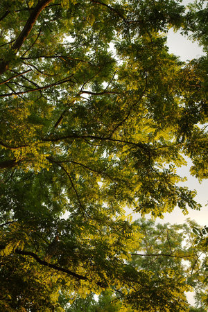 Spring Green Leaves
