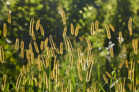 Meadow with backlit green plants