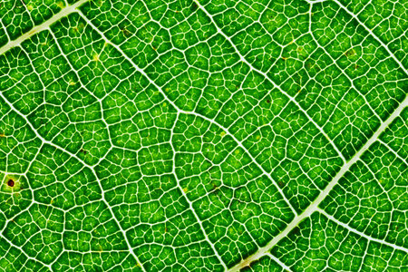 Green leaf texture
