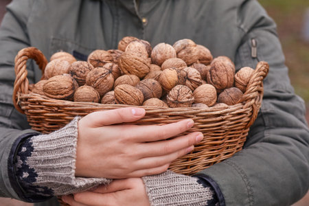 Collecting walnuts in a basketの写真素材