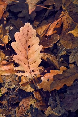 Fallen leaves on the groundの写真素材