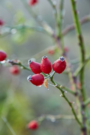 Rosehips herb closeupの写真素材