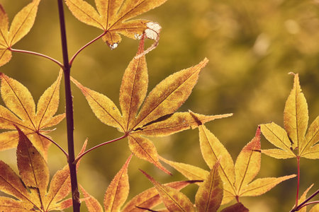 Tree in a park in autumn, leaves starting to fall
