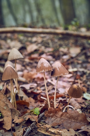 Mushroom growing in the forestの写真素材