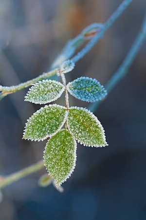 Morning frost on green plantsの写真素材