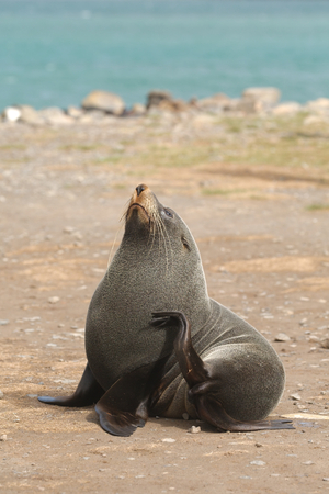 Fur seal in New Zealandの写真素材