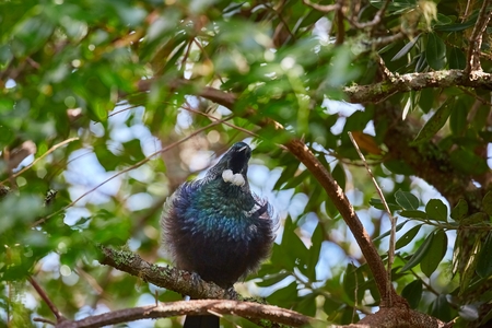 Tui bird in the treesの写真素材
