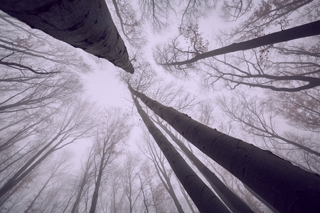 Autumn Forest Fogの写真素材