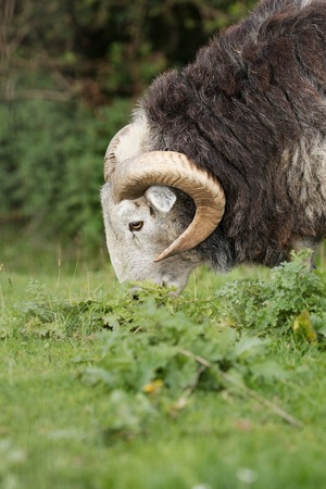 Ram grazing on a meadowの写真素材