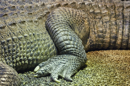 Crocodile detail closeup