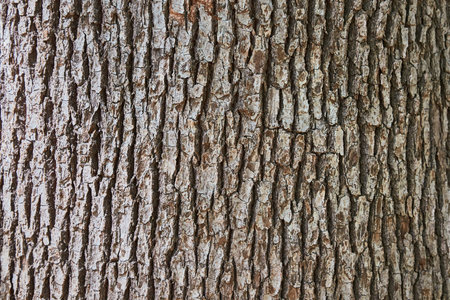 Tree Trunk Closeup