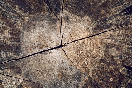 Tree trunk textureの写真素材