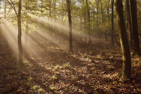Forest with light raysの写真素材