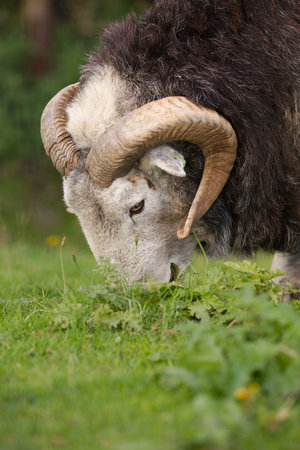 Ram grazing on a meadow