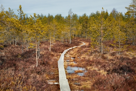 Swamps in Finlandの写真素材