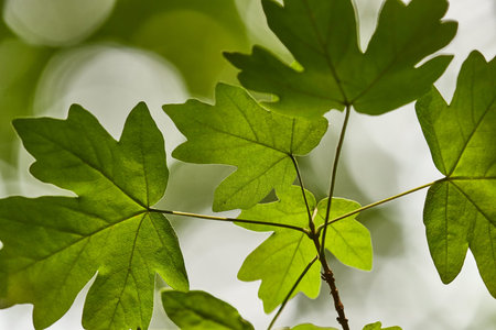 Green Leaves Background