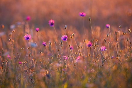 Meadow in late summer sunlightの写真素材