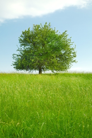 Tree on a fieldの素材 [FY310120434656]