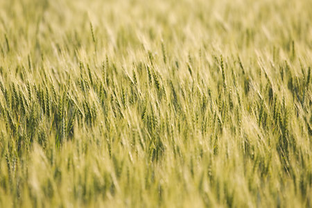 Wheat field closeup