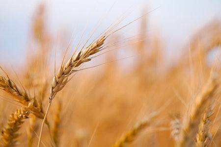 Wheat field detail