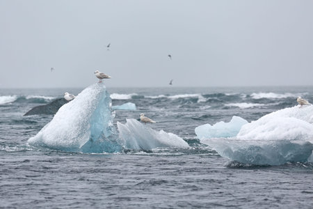Iceberg melting at sea