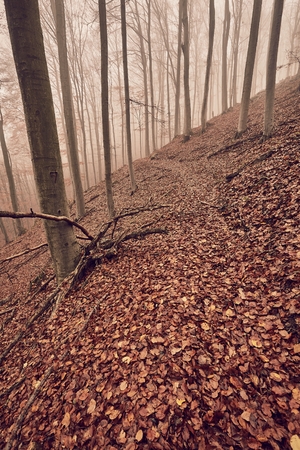 Autumn Forest Fogの写真素材