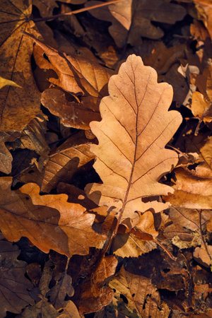 Fallen autumn leavesの写真素材