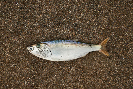 Dead fish on shore
