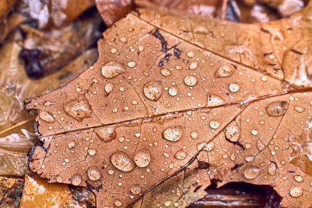 Autumn leaf on ground with raindropsの写真素材