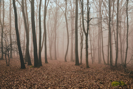 Bare autumn forest fog