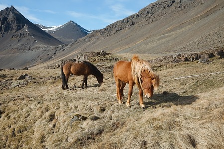 Horse grazing on a fieldの写真素材