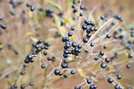 wild privet fruits closeup
