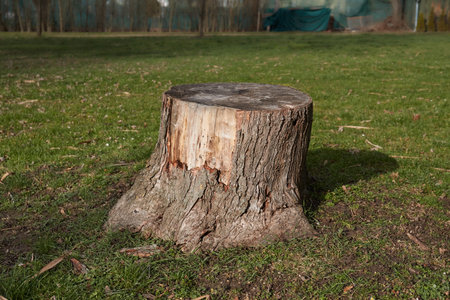 Cut tree trunk stump in a park