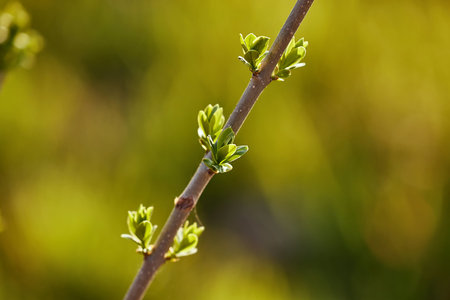 Fresh buds in spring forming ona a branch