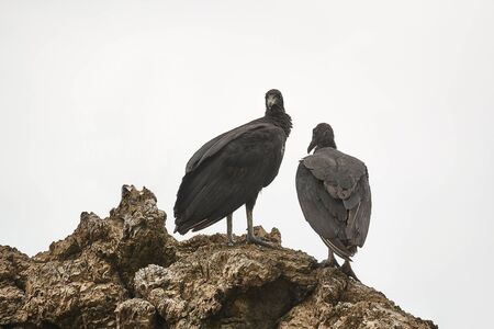 Black vultures standing on a cliff under overcast skyの写真素材