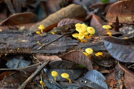 Tiny yellow mushrooms growing on decaying fallen branch in the woodsの写真素材