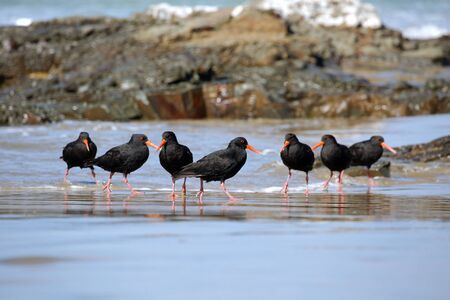 New Zealand bird variable oystercatchers on the beachの写真素材
