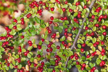 Rosehips herb closeup