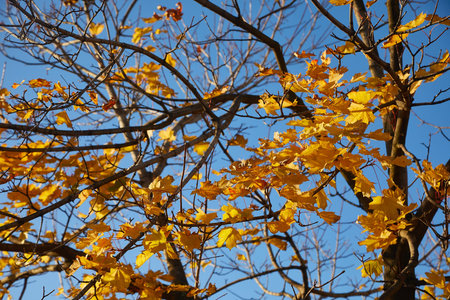 Autumn forest detail background.の写真素材