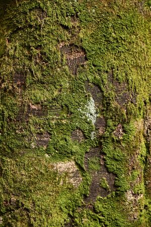 Tree trunk in a forest background.の写真素材