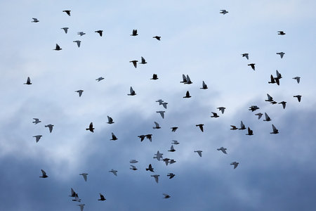 Birds flying in cloudy sky