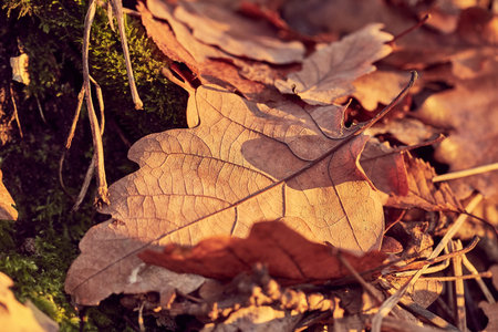 Fallen autumn leaves
